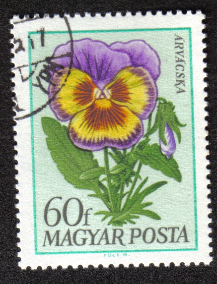 ARVACSKA