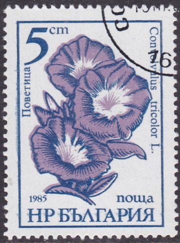 Flores