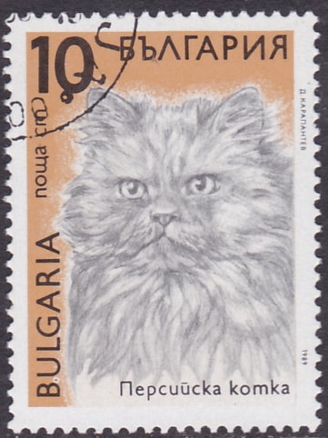 Gato persa