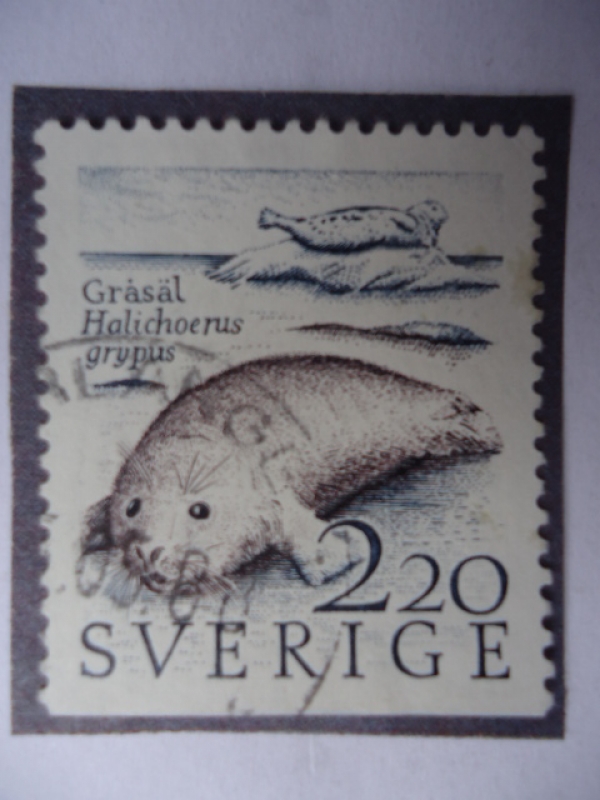 Grásäl Halichoerus grypus-¨Foca gris¨