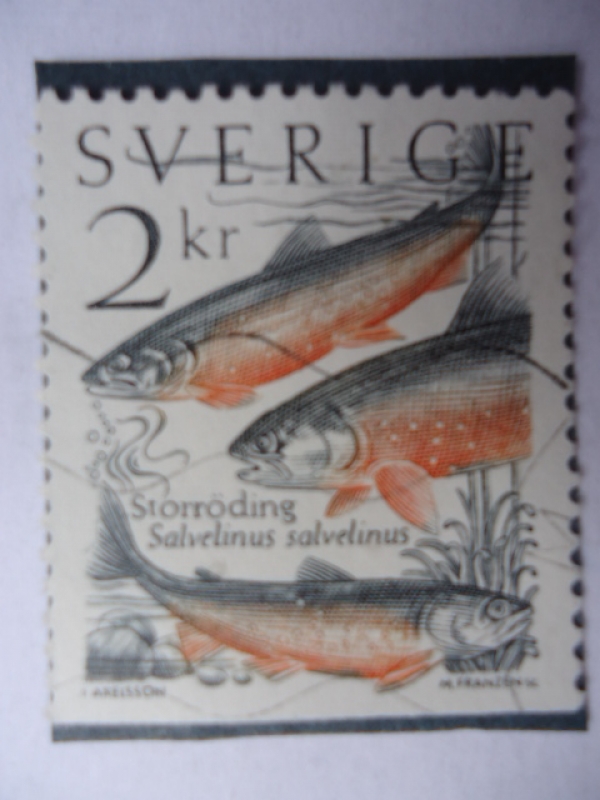 Sorröding Salvelinus Salvelinus