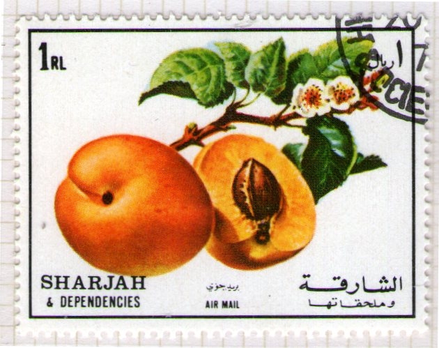 98  SHARJAH