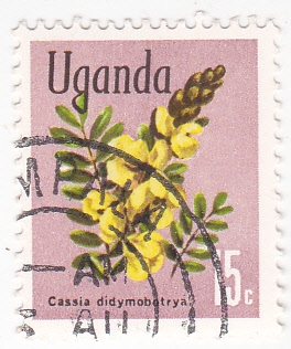 Cassia didymobotrya