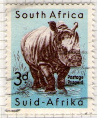 7 Rinoceronte