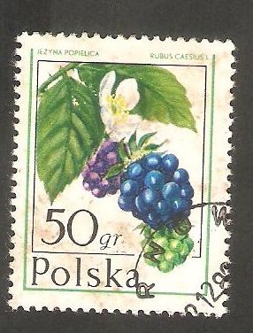 2316 - Rubus caesius