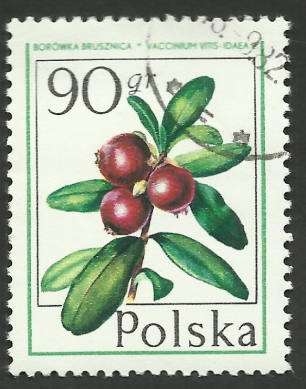 2317 - Fruta del bosque, vaccinium vitis idaea