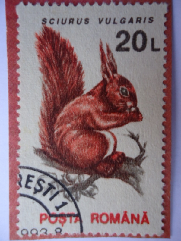 Sciurus Vulgaris