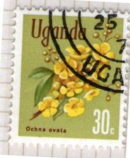 4 Ochna ovata