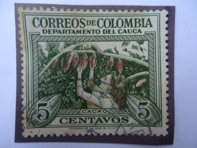 Recolectora de Cacao-Departamento del Cauca.