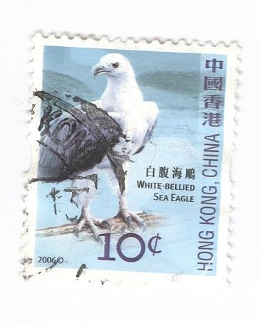 Águila marina de vientre blanco