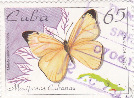 Mariposa cubana