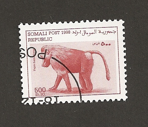 Papio hamadryas