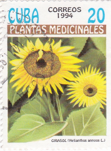 Plantas medicinales- Girasol