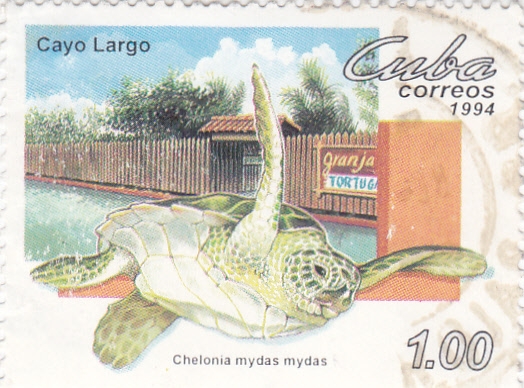 Cayo Largo- granja de tortugas Chelonia Mydas Mydas