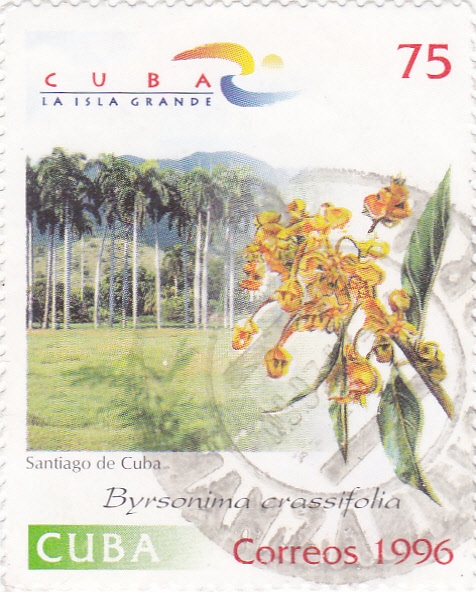 Flores- Byrsonima crasifolia