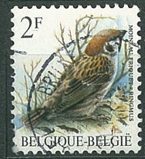 Moineau friquet - Ringmus