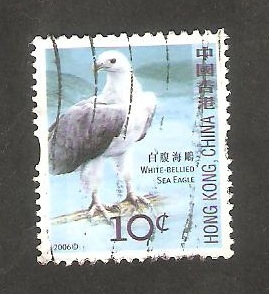 1301 - Águila de mar de vientre blanco