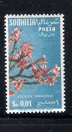 Adenium somaliense