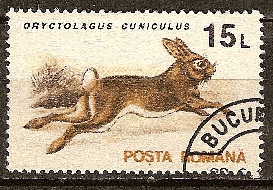 Conejo europeo (Oryctolagus cuniculus).