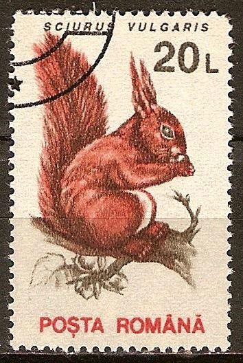 Ardilla (Sciurus vulgaris).