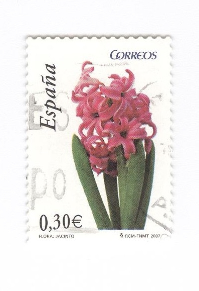 Flora.Jacinto
