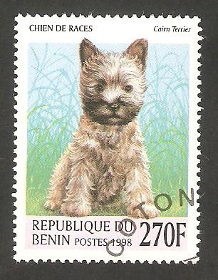 Perro de raza, Cairn Terrier