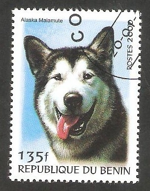 Perro de raza, Malamute de Alaska
