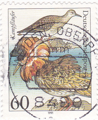 AVES