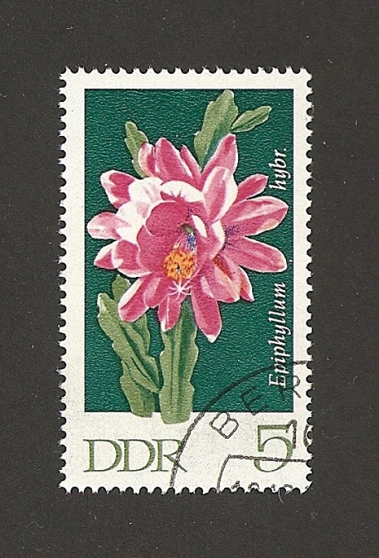 Flor Epiphyllum