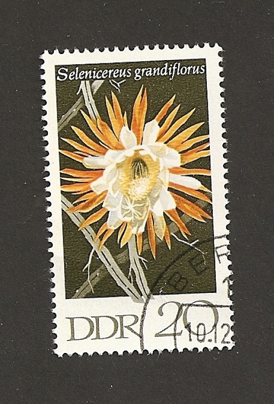 Flor Selenicerus grandiflora