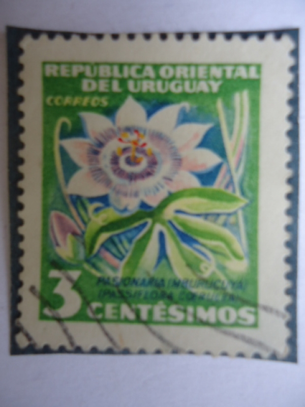 Pasionaria (Mburucuya)-(Passiflora Coerulea)