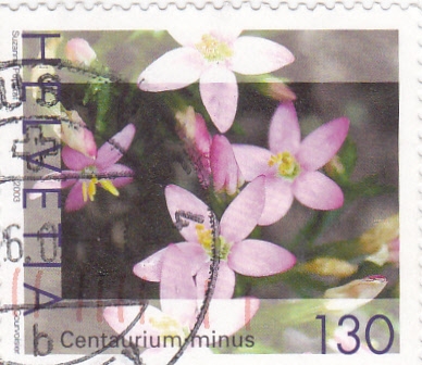 Flores-Centarium minus