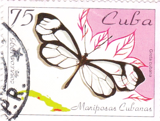 Mariposa cubana