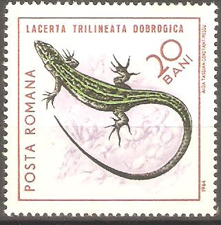 REPTILES.  LACERTA  TRILINEATA  DOBROGICA.