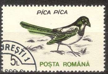 4065 - Pájaro pica pica