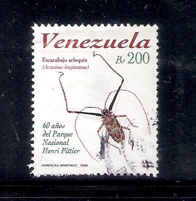 Escarabajo arlequín (Acrocinus longimanus)