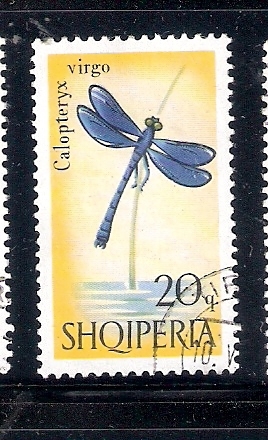 Libélula (Calopteryx virgo)