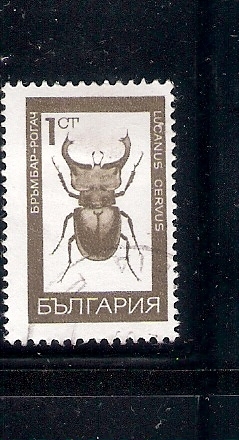 Fauna: Ciervo volador: Lucanus cervus