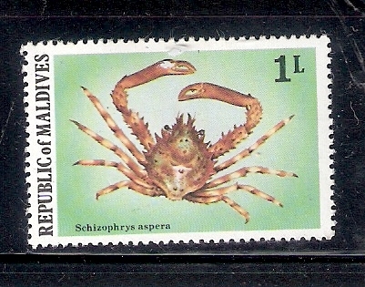 Cangrejo (Schyzophrys aspera)