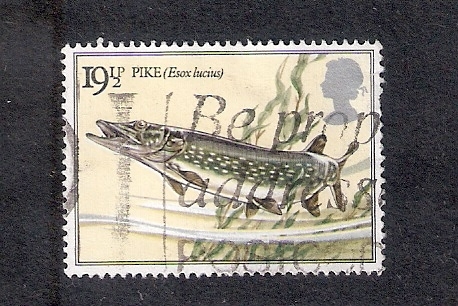 Peces de Rio: Lucio (Esox lucius)