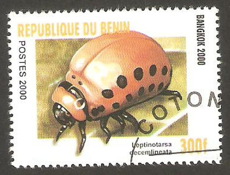 Leptinotarsa decemlineata