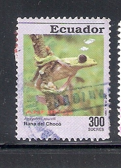 Anfibios, rana de chocó