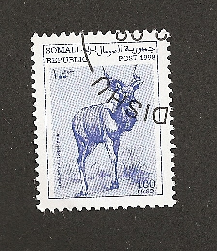 Tragelaphus strepciceros