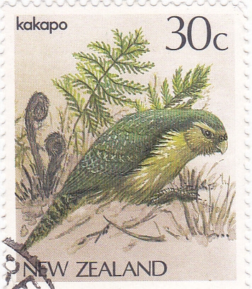 Ave- kakapo