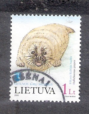 Foca báltica gris: Halicherus grypus