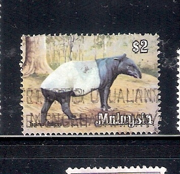 Tapir: Tapirus indicus