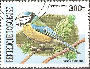 AVES.  PARUS  CAERULEUS.