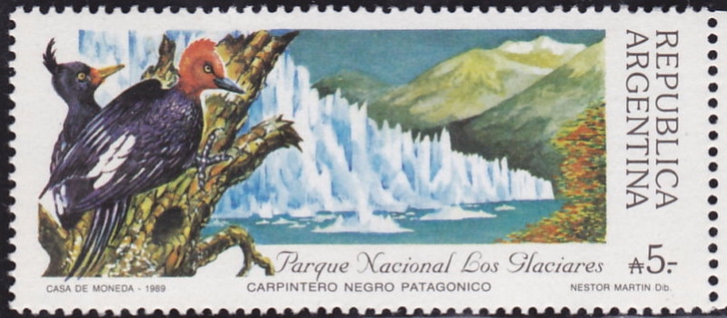 Carpintero negro patagonico