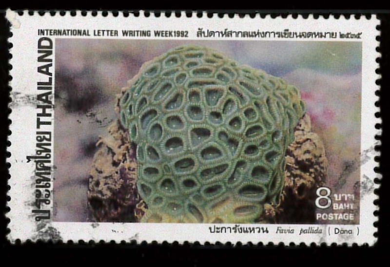 FAVIA PALLIDA