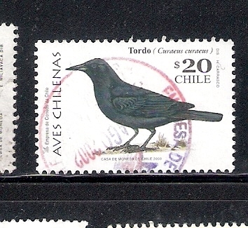Aves chilenas: Tordo (Curacus curacus)